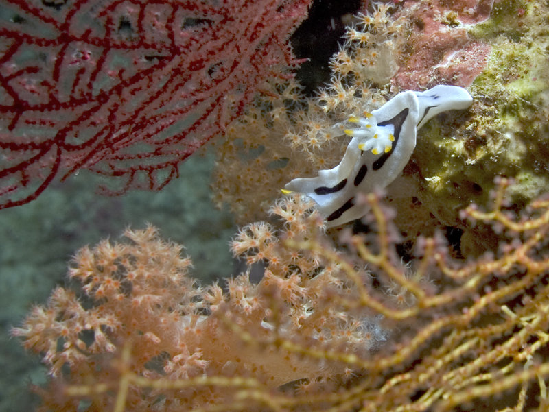 Nudibranch, Mid Reef